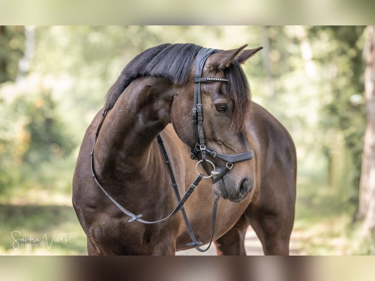Deutsches Reitpony Mix Wallach 7 Jahre 144 cm Dunkelbrauner in Moormerland
