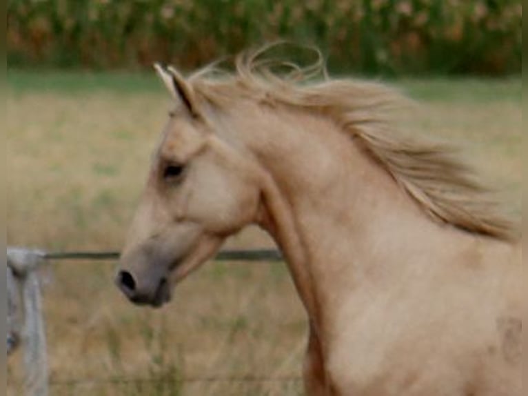 Deutsches Reitpony Wallach 7 Jahre 144 cm Palomino in T&#xF6;nisvorst