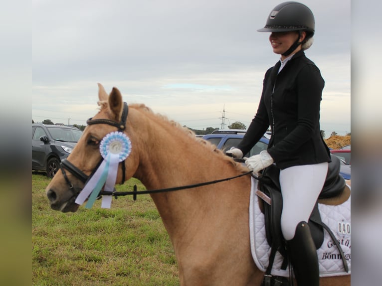 Deutsches Reitpony Wallach 7 Jahre 144 cm Palomino in T&#xF6;nisvorst