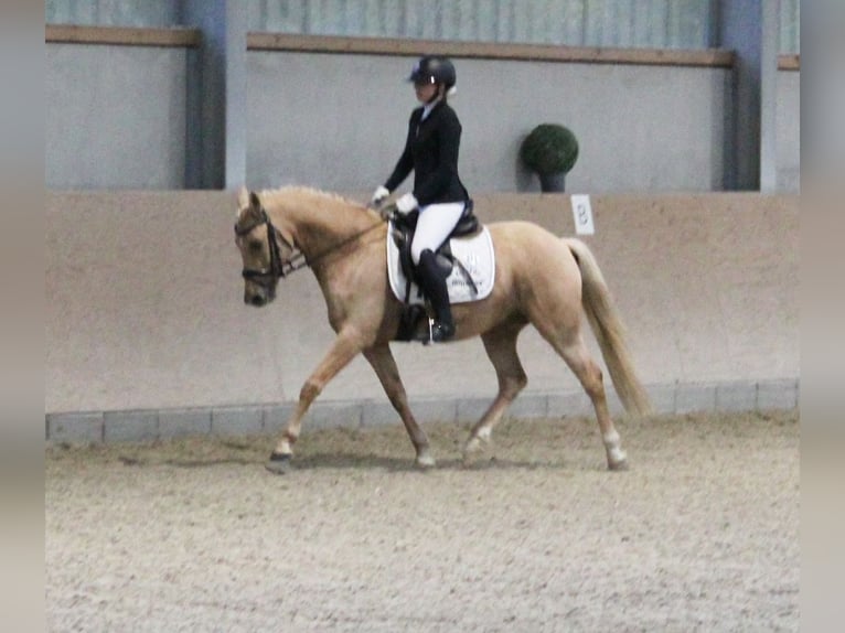 Deutsches Reitpony Wallach 7 Jahre 144 cm Palomino in T&#xF6;nisvorst