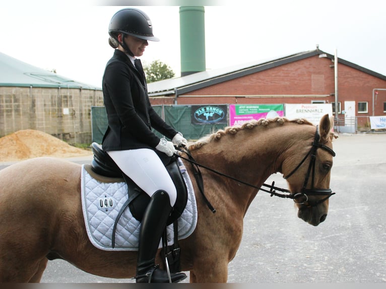 Deutsches Reitpony Wallach 7 Jahre 144 cm Palomino in T&#xF6;nisvorst