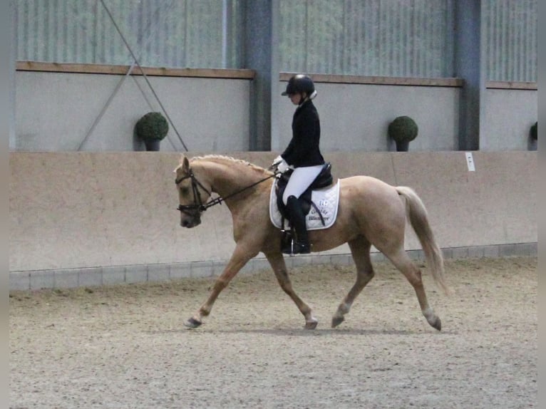 Deutsches Reitpony Wallach 7 Jahre 144 cm Palomino in T&#xF6;nisvorst