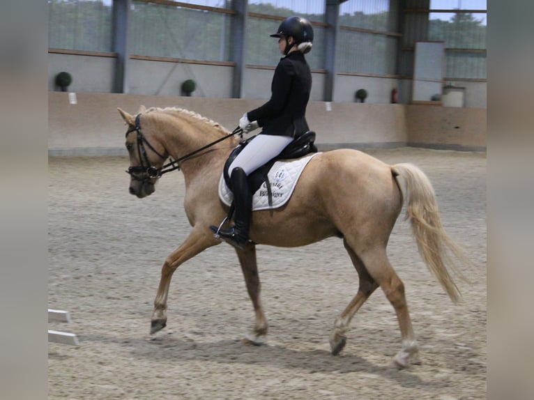 Deutsches Reitpony Wallach 7 Jahre 144 cm Palomino in T&#xF6;nisvorst