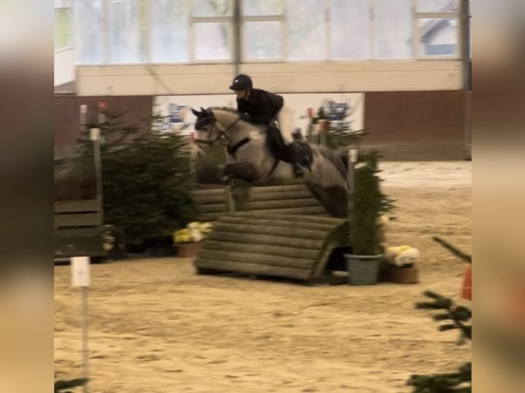 Deutsches Reitpony Wallach 7 Jahre 145 cm Apfelschimmel in Ibbenb&#xFC;renIbbenb&#xFC;ren