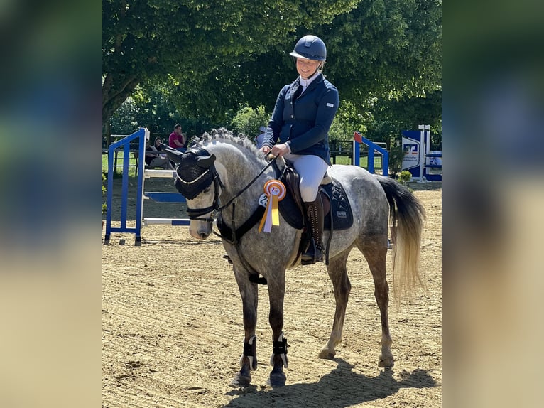Deutsches Reitpony Wallach 7 Jahre 145 cm Apfelschimmel in Ibbenb&#xFC;renIbbenb&#xFC;ren