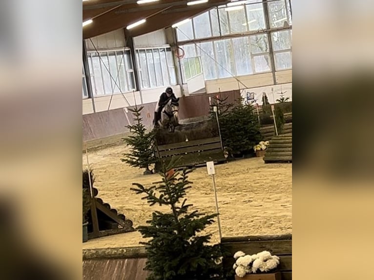 Deutsches Reitpony Wallach 7 Jahre 145 cm Apfelschimmel in Ibbenb&#xFC;renIbbenb&#xFC;ren