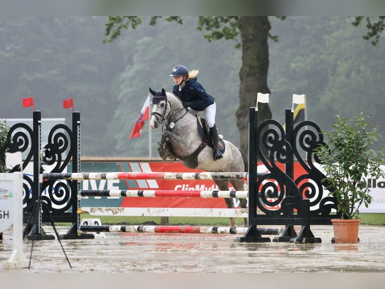 Deutsches Reitpony Wallach 7 Jahre 145 cm Apfelschimmel in Ibbenb&#xFC;renIbbenb&#xFC;ren