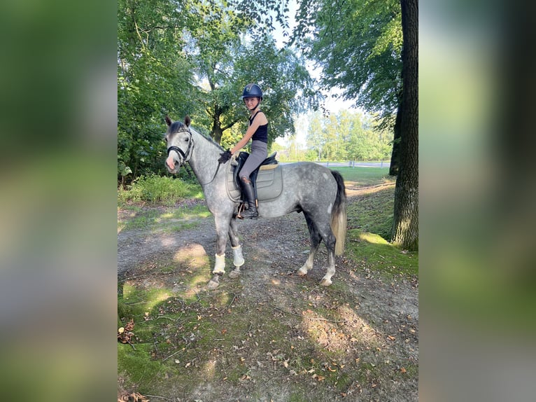 Deutsches Reitpony Wallach 7 Jahre 145 cm Apfelschimmel in Ibbenb&#xFC;renIbbenb&#xFC;ren