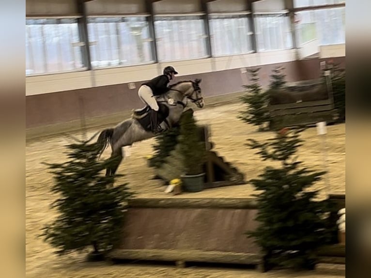 Deutsches Reitpony Wallach 7 Jahre 145 cm Apfelschimmel in Ibbenb&#xFC;renIbbenb&#xFC;ren