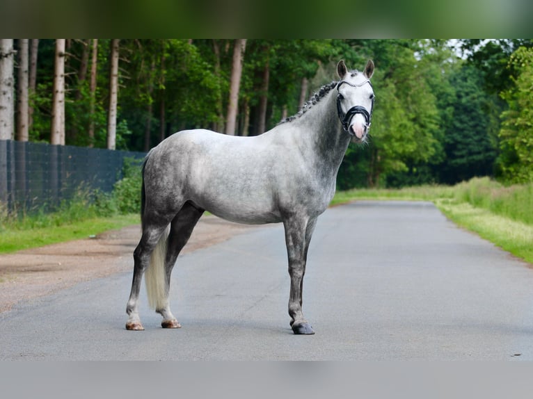Deutsches Reitpony Wallach 7 Jahre 145 cm Apfelschimmel in Ibbenb&#xFC;renIbbenb&#xFC;ren