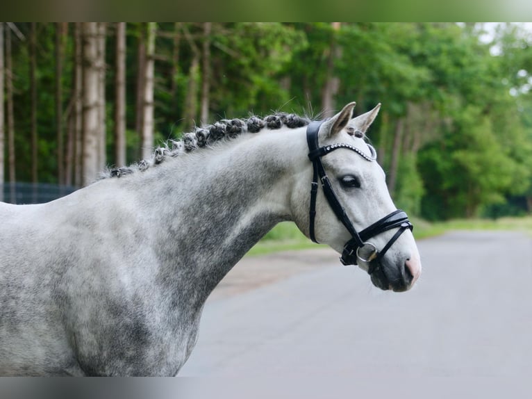 Deutsches Reitpony Wallach 7 Jahre 145 cm Apfelschimmel in Ibbenb&#xFC;renIbbenb&#xFC;ren