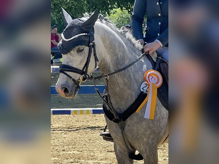 Deutsches Reitpony Wallach 7 Jahre 145 cm Apfelschimmel in Ibbenb&#xFC;renIbbenb&#xFC;ren