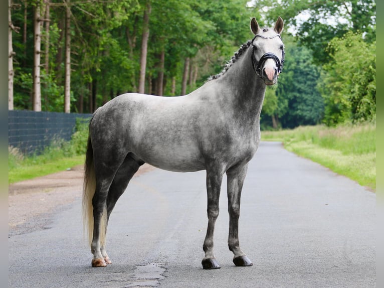 Deutsches Reitpony Wallach 7 Jahre 145 cm Apfelschimmel in Ibbenb&#xFC;renIbbenb&#xFC;ren