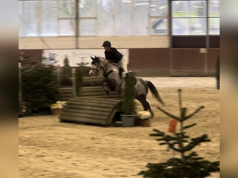 Deutsches Reitpony Wallach 7 Jahre 145 cm Apfelschimmel in Ibbenb&#xFC;renIbbenb&#xFC;ren