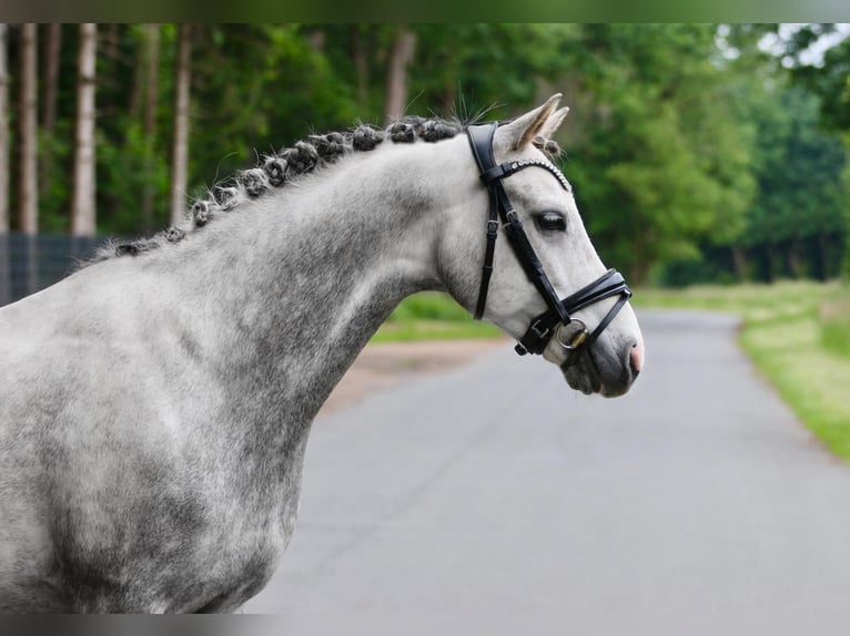 Deutsches Reitpony Wallach 7 Jahre 145 cm Apfelschimmel in Ibbenb&#xFC;renIbbenb&#xFC;ren
