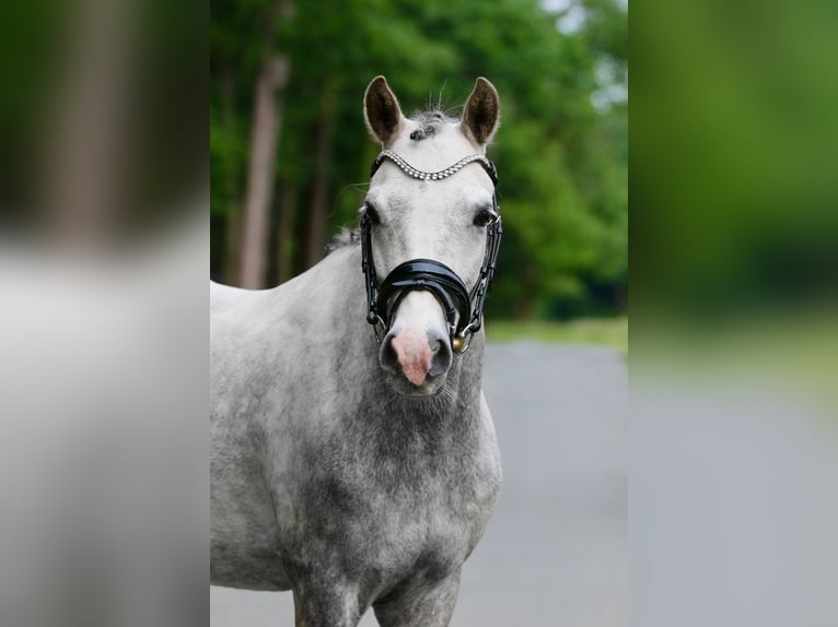 Deutsches Reitpony Wallach 7 Jahre 145 cm Apfelschimmel in Ibbenb&#xFC;renIbbenb&#xFC;ren