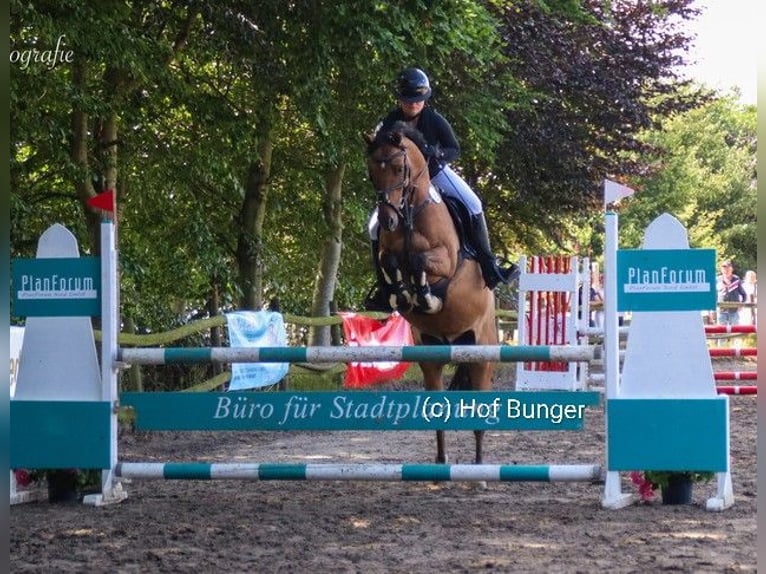 Deutsches Reitpony Wallach 7 Jahre 145 cm Brauner in Friesoythe