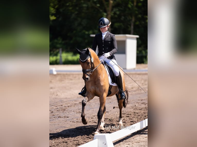 Deutsches Reitpony Wallach 7 Jahre 145 cm Brauner in Friesoythe