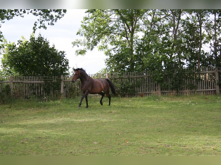 Deutsches Reitpony Wallach 7 Jahre 145 cm Brauner in Gera