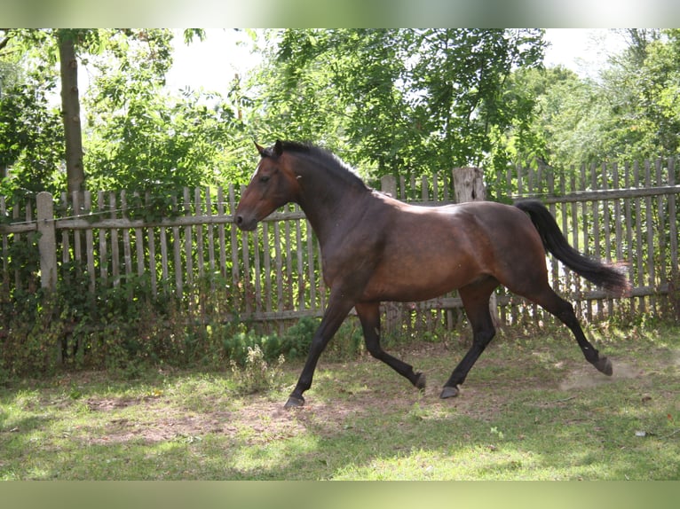 Deutsches Reitpony Wallach 7 Jahre 145 cm Brauner in Gera