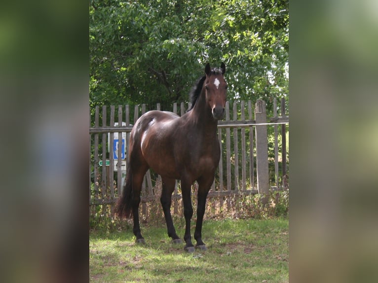 Deutsches Reitpony Wallach 7 Jahre 145 cm Brauner in Gera
