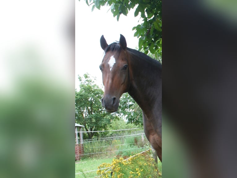 Deutsches Reitpony Wallach 7 Jahre 145 cm Brauner in Gera