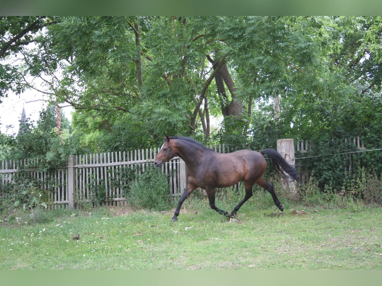Deutsches Reitpony Wallach 7 Jahre 145 cm Brauner in Gera