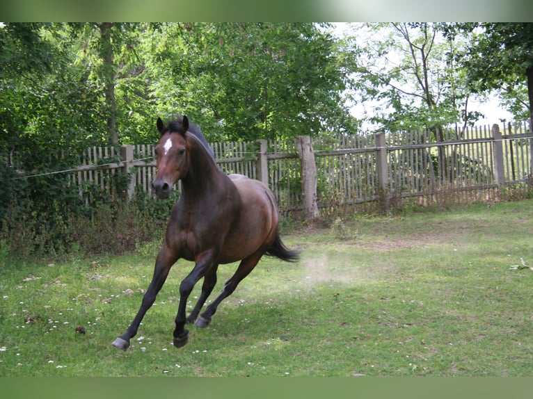 Deutsches Reitpony Wallach 7 Jahre 145 cm Brauner in Gera