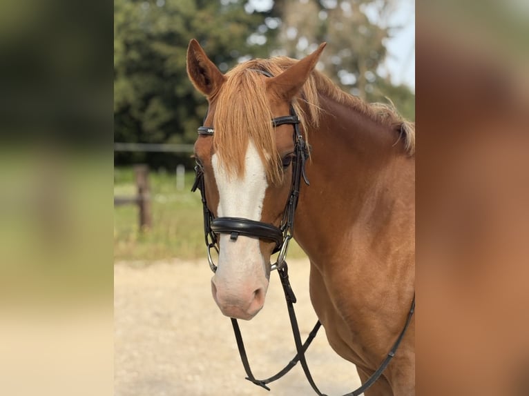 Deutsches Reitpony Wallach 7 Jahre 145 cm Fuchs in SINSHEIM