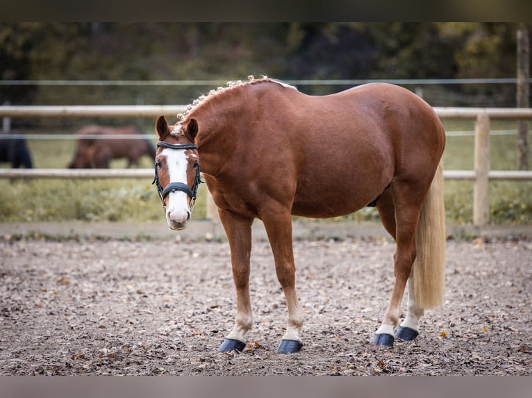 Deutsches Reitpony Wallach 7 Jahre 145 cm Fuchs in Steinbrunn-le-bas