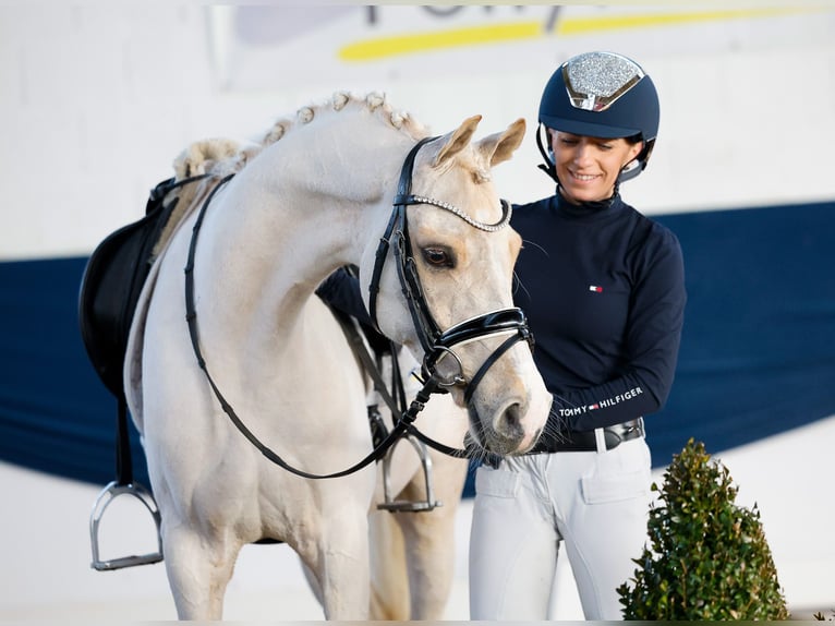 Deutsches Reitpony Wallach 7 Jahre 145 cm Palomino in Marsberg