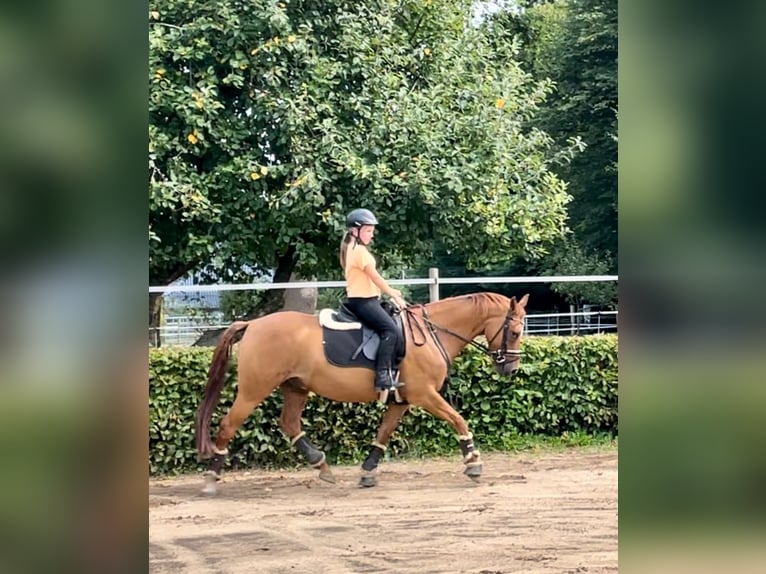 Deutsches Reitpony Wallach 7 Jahre 145 cm Red Dun in Schenefeld