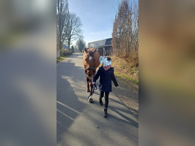 Deutsches Reitpony Wallach 7 Jahre 145 cm Red Dun in Schenefeld