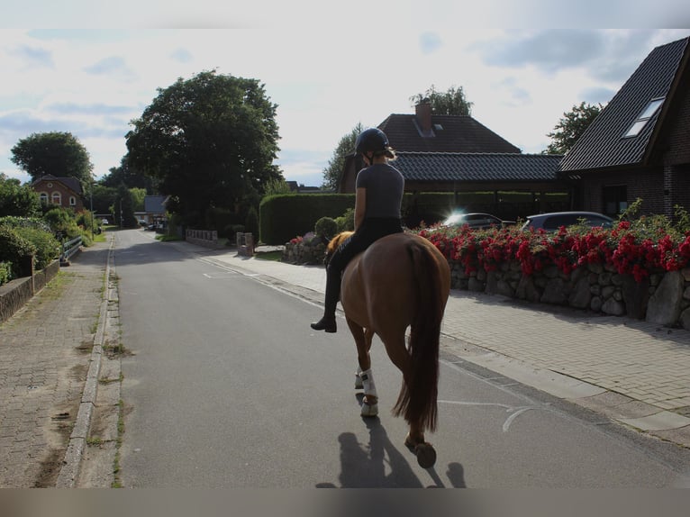 Deutsches Reitpony Wallach 7 Jahre 145 cm Red Dun in Schenefeld