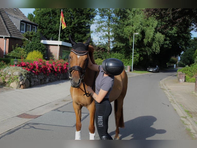 Deutsches Reitpony Wallach 7 Jahre 145 cm Red Dun in Schenefeld