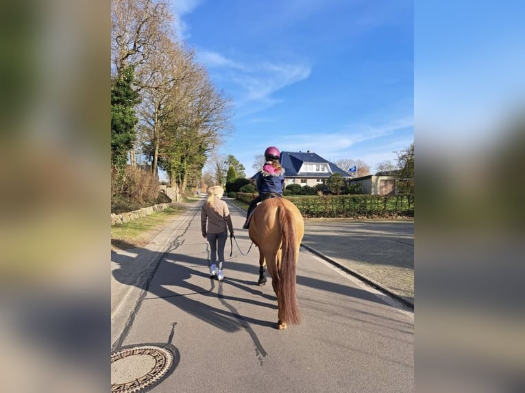 Deutsches Reitpony Wallach 7 Jahre 145 cm Red Dun in Schenefeld