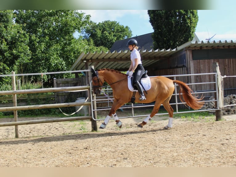 Deutsches Reitpony Wallach 7 Jahre 145 cm Red Dun in Schenefeld