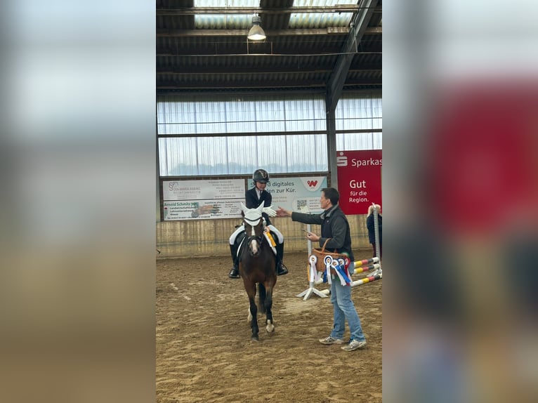 Deutsches Reitpony Wallach 7 Jahre 146 cm Brauner in Kevelaer