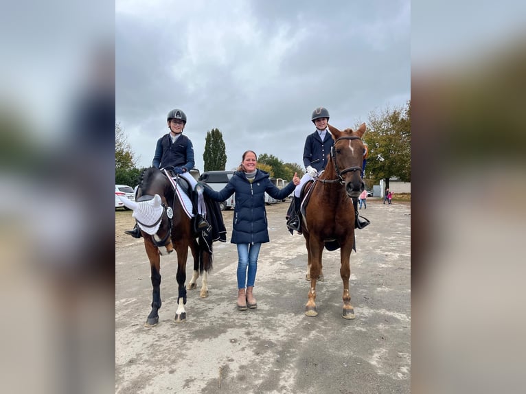 Deutsches Reitpony Wallach 7 Jahre 146 cm Brauner in Kevelaer