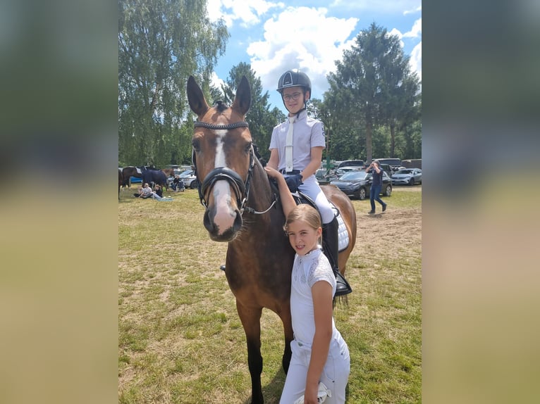 Deutsches Reitpony Wallach 7 Jahre 146 cm Brauner in Kevelaer