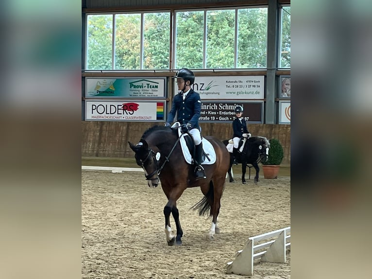 Deutsches Reitpony Wallach 7 Jahre 146 cm Brauner in Kevelaer