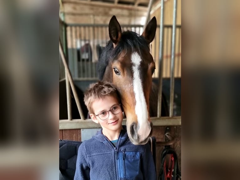 Deutsches Reitpony Wallach 7 Jahre 146 cm Brauner in Kevelaer