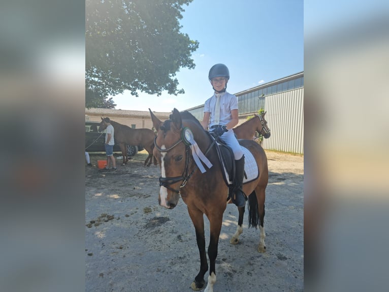 Deutsches Reitpony Wallach 7 Jahre 146 cm Brauner in Kevelaer