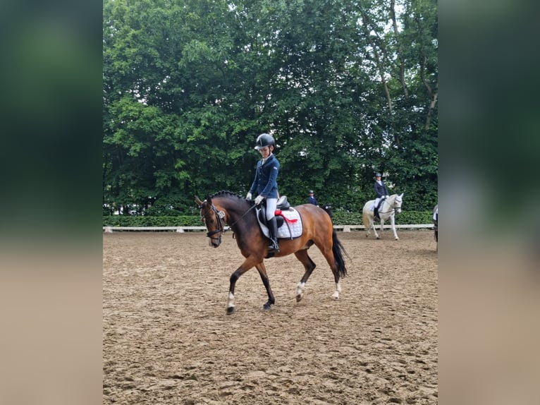 Deutsches Reitpony Wallach 7 Jahre 146 cm Brauner in Kevelaer
