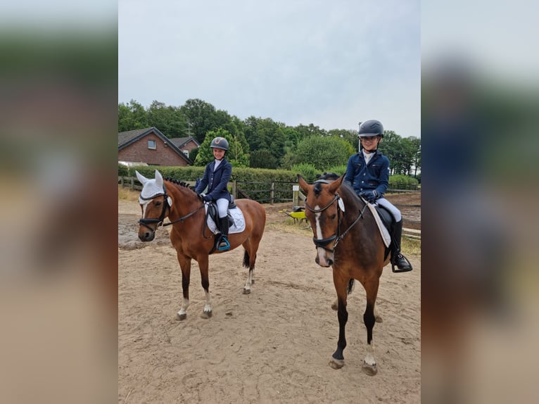 Deutsches Reitpony Wallach 7 Jahre 146 cm Brauner in Kevelaer