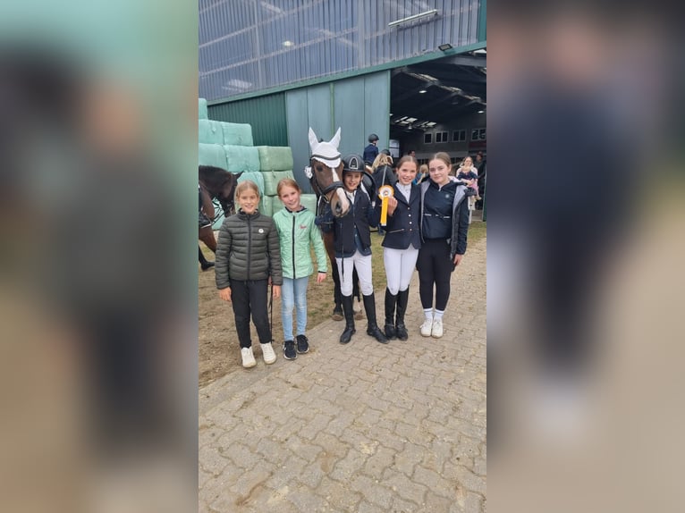 Deutsches Reitpony Wallach 7 Jahre 146 cm Brauner in Kevelaer