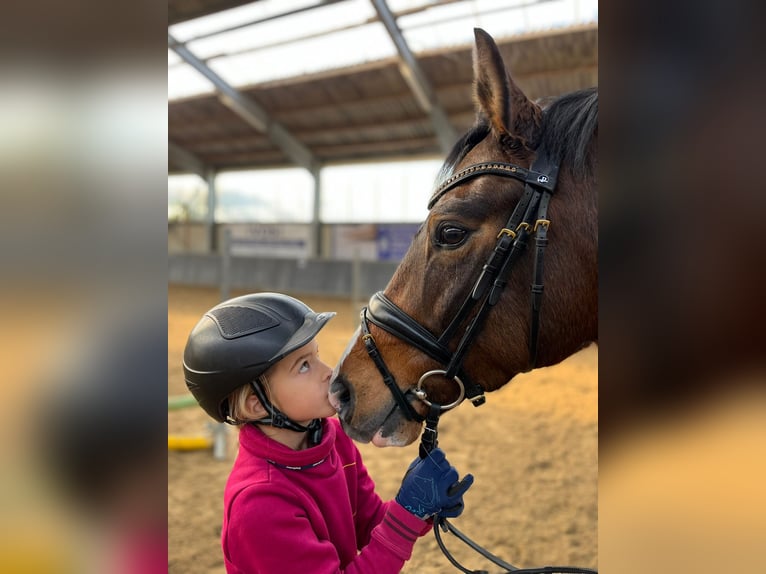 Deutsches Reitpony Wallach 7 Jahre 146 cm Brauner in Kevelaer