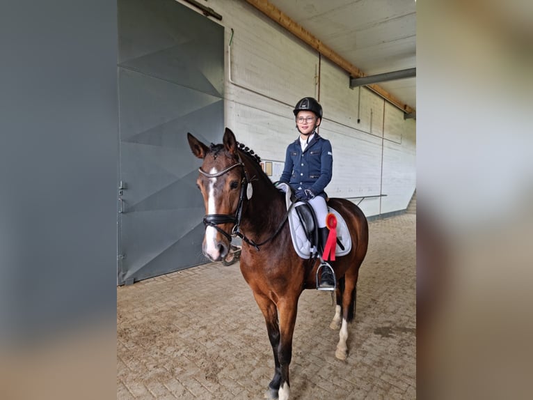 Deutsches Reitpony Wallach 7 Jahre 146 cm Brauner in Kevelaer