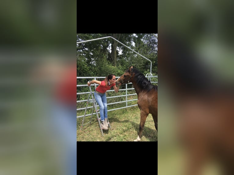 Deutsches Reitpony Wallach 7 Jahre 146 cm Brauner in Kevelaer