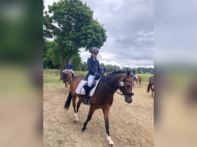 Deutsches Reitpony Wallach 7 Jahre 146 cm Brauner in Kevelaer